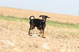 DOBERMANN 061